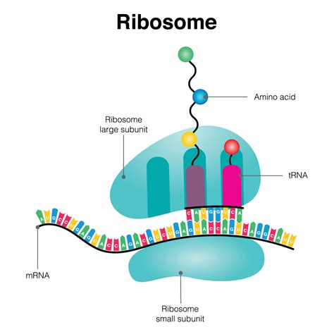 Ribozomal rna